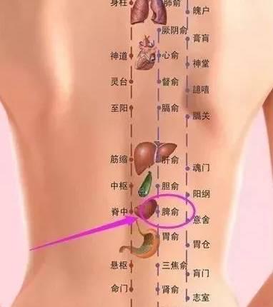 气不足就胖，血不足就瘦丨艾灸让你可胖可瘦